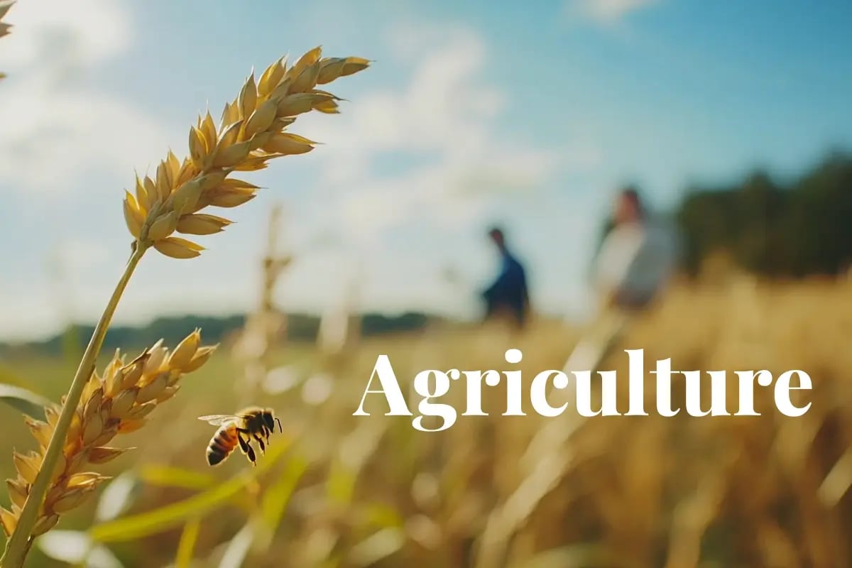 €50M credit fund launched to boost soil carbon farming in Europe_Close up of golden crops with a bee flying nearby, and Lithuanian farmers in the background_visual 1