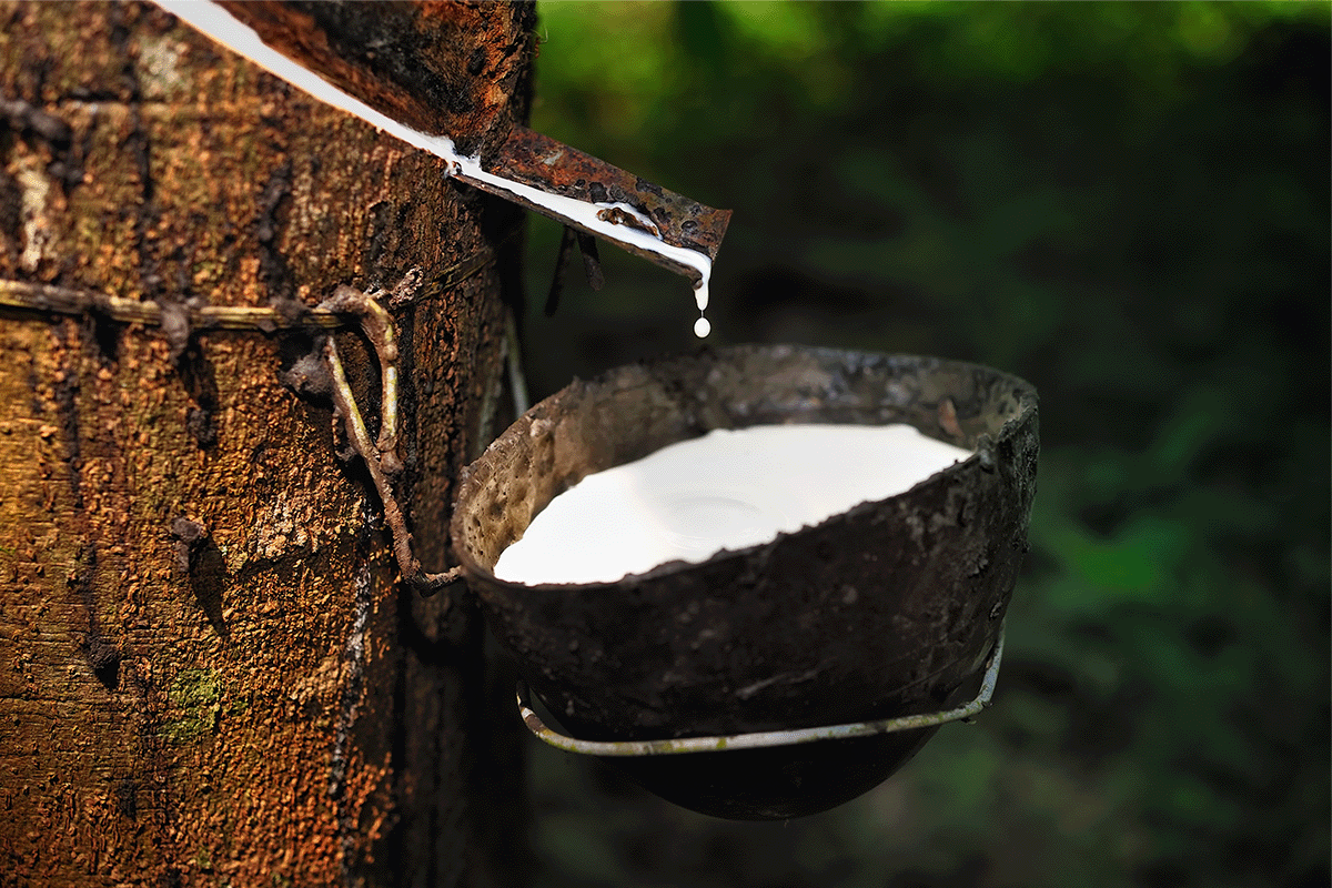 010323_The Impact of Deforestation on Ivory Coast An Overview_Visual 2