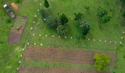 From bushland to mother garden: Bulindi's Mwani nursery is growing strong