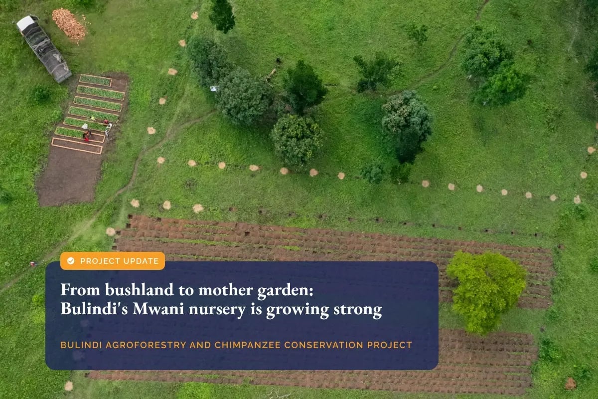 010726_From bushland to mother garden_ Bulindis Mwani nursery is growing strong_visual 1