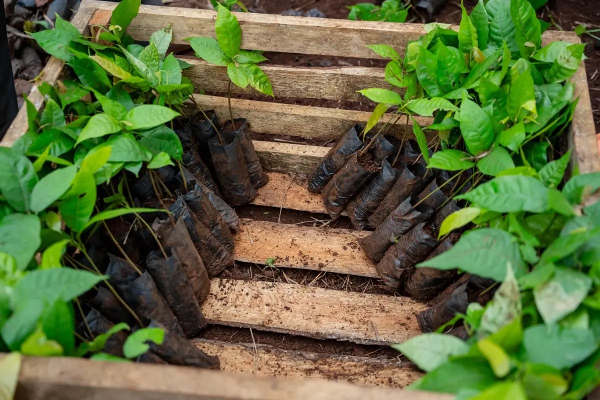 010726_From bushland to mother garden_ Bulindis Mwani nursery is growing strong_visual 3