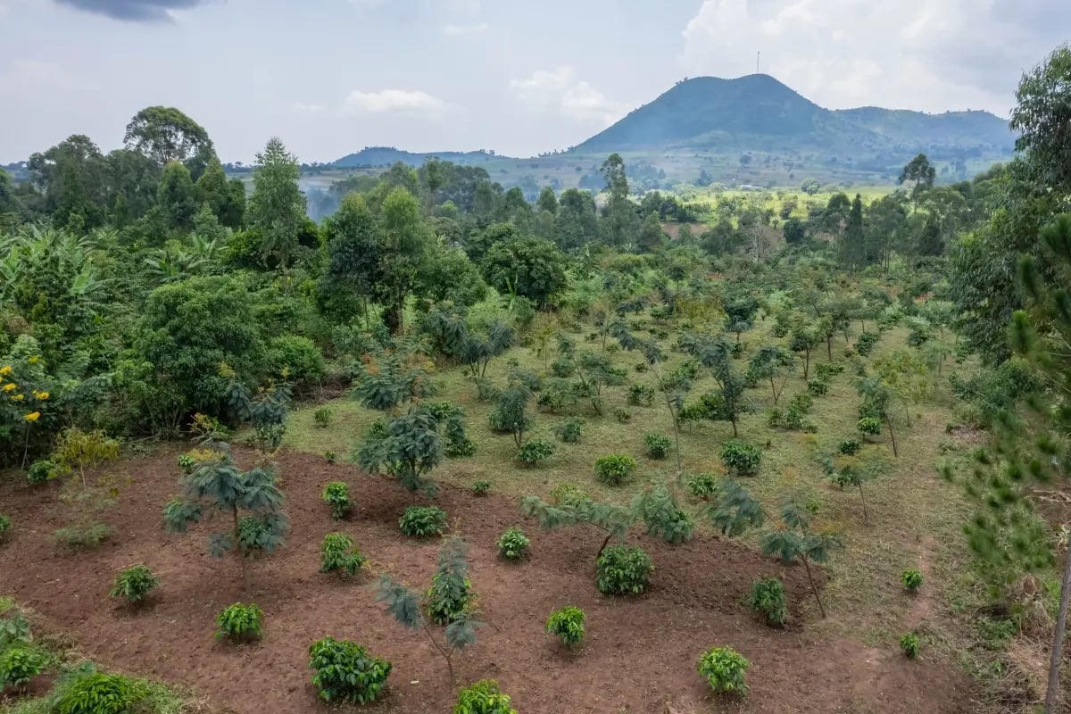 020226_GE_What makes high-quality carbon credits_ And why buyers should look for developer-grade projects_visual 3