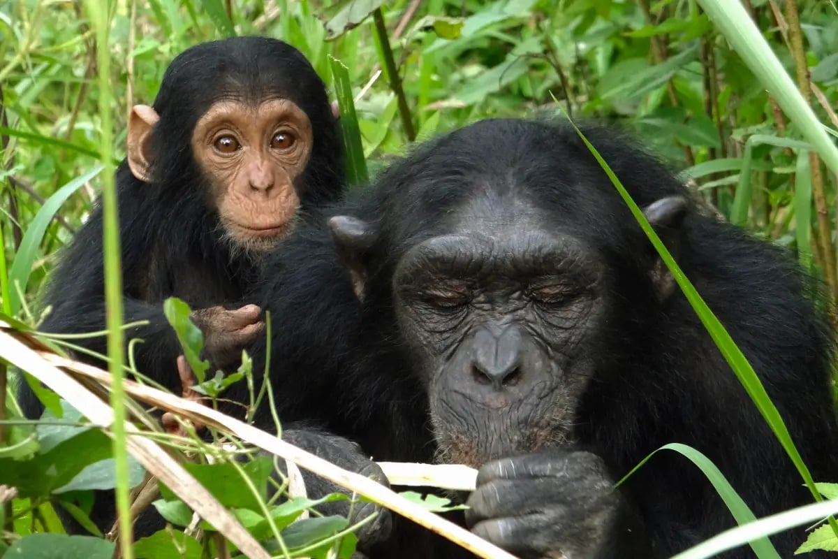 020226_GE_What makes high-quality carbon credits_ And why buyers should look for developer-grade projects_visual 6