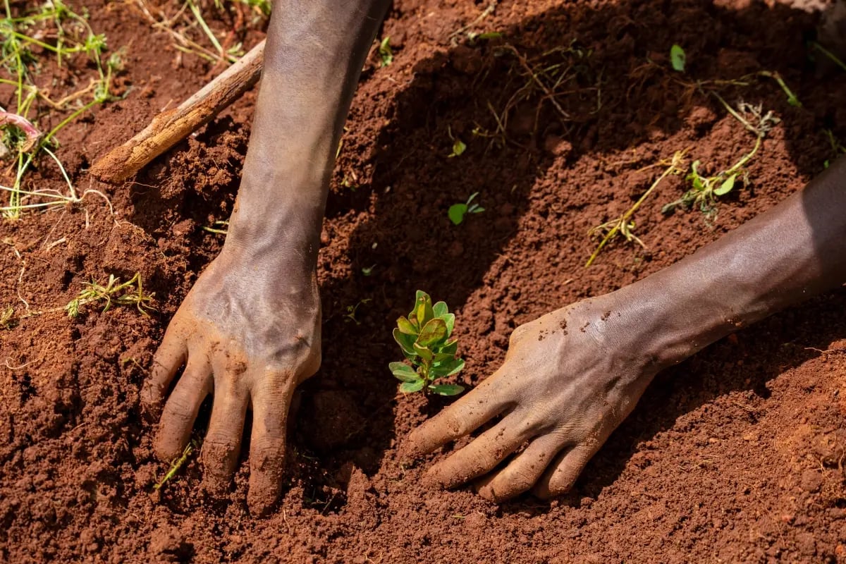 020326_Agroforestry explained_a guide to regenerative farming_visual 10