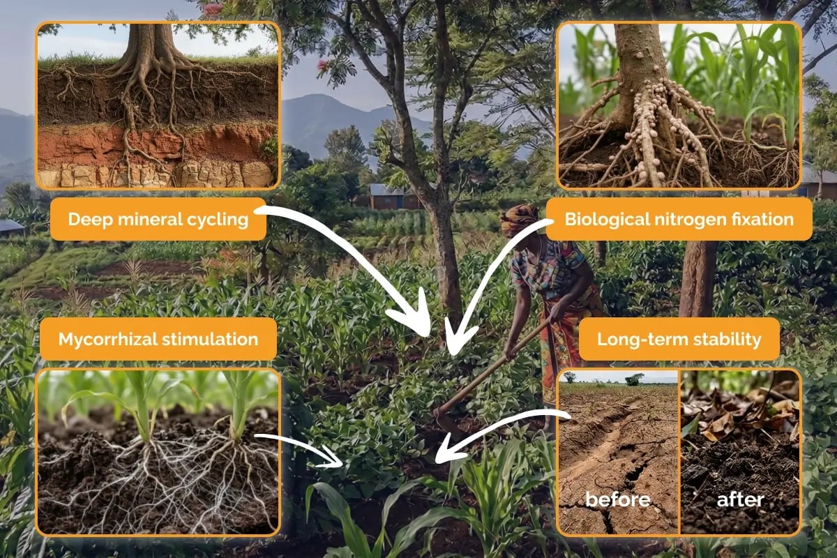 020326_Agroforestry explained_a guide to regenerative farming_visual 3