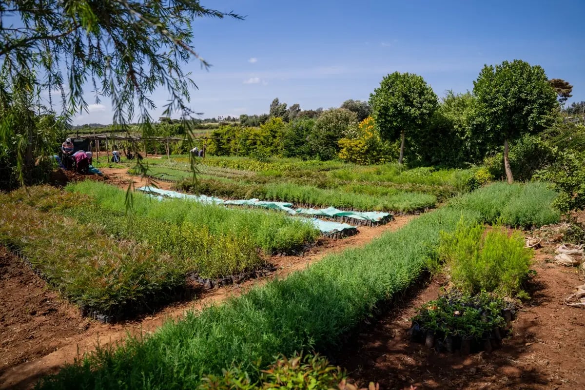 020326_Agroforestry explained_a guide to regenerative farming_visual 7