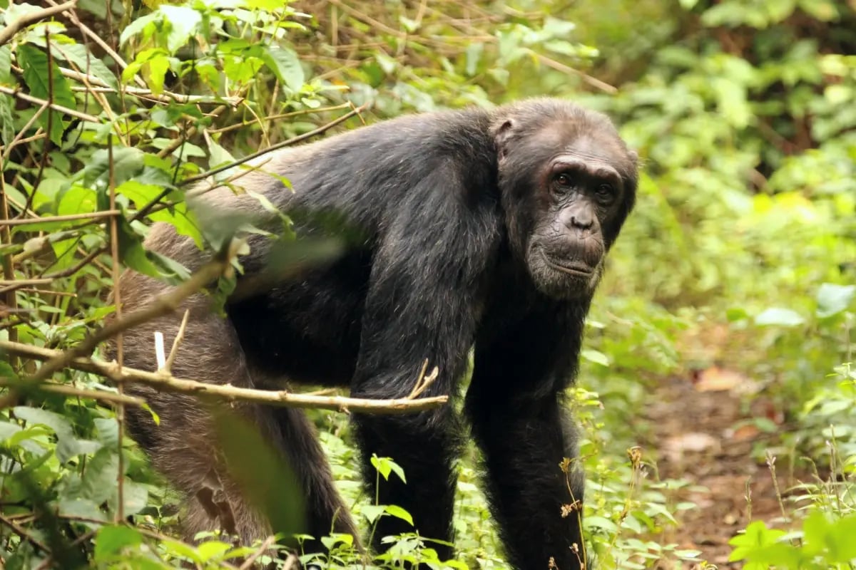 020326_How carbon project developers quantify biodiversity and community impact_visual 2