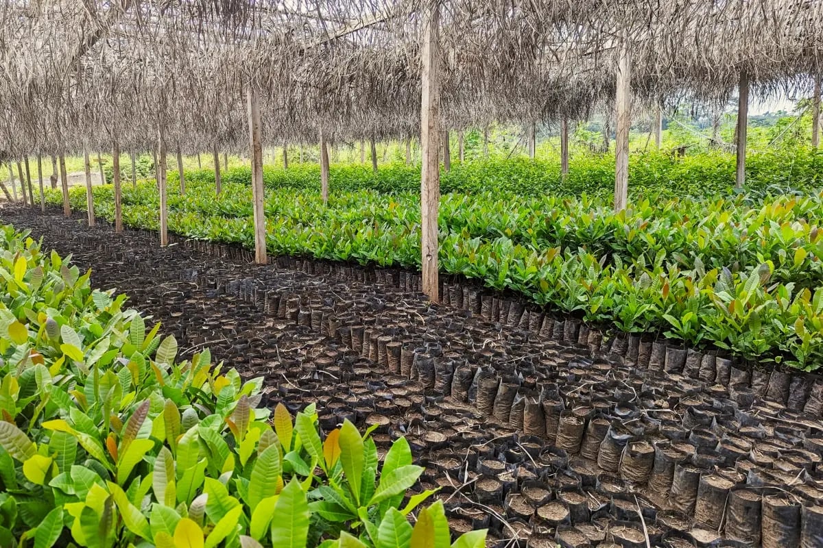 020326_How carbon project developers quantify biodiversity and community impact_visual 5