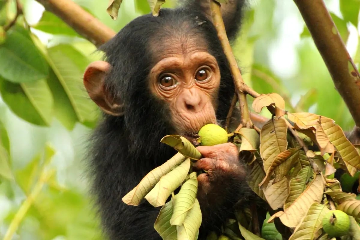 020426_Growing with purpose_ the Bulindi project expands its reach across western Uganda_visual 5