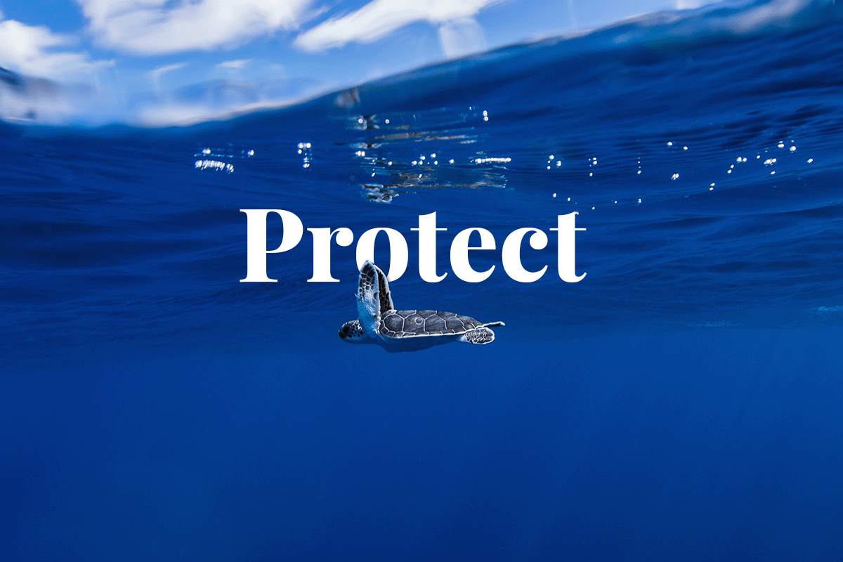 030323_How to protect the oceans and marine life_Visual 1