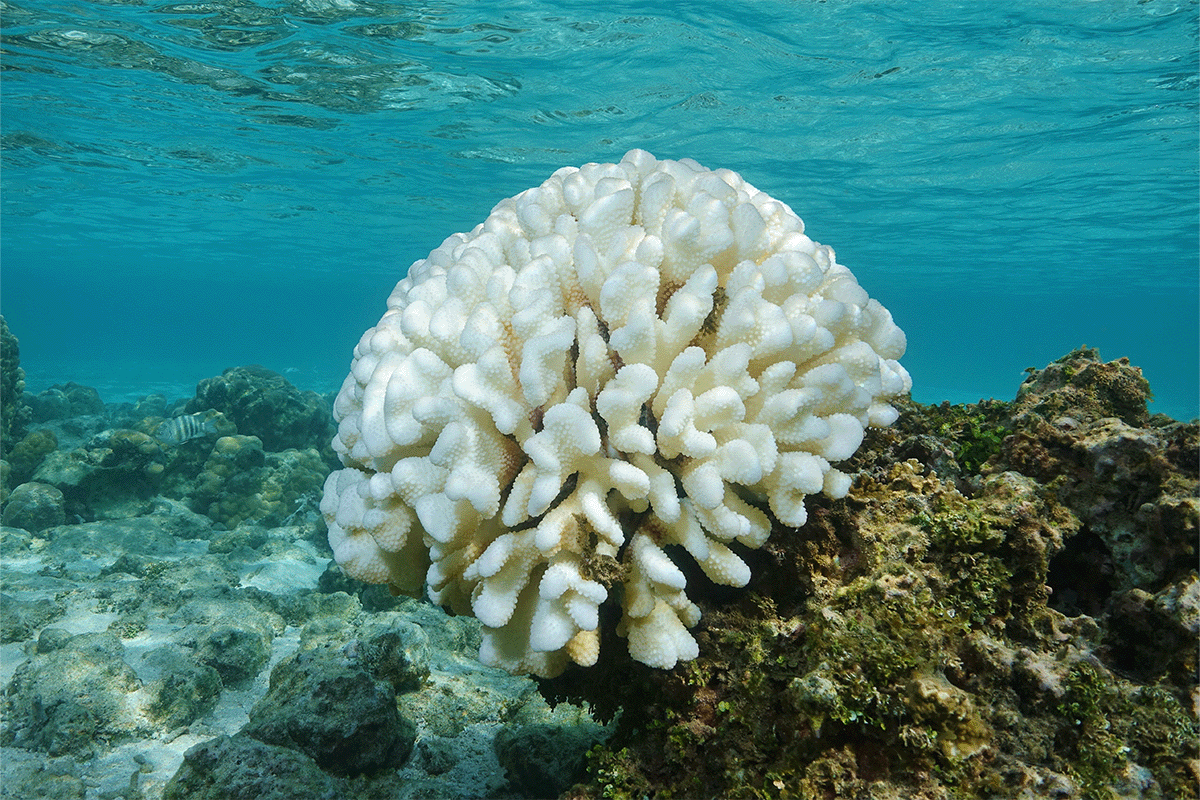 030323_How to protect the oceans and marine life_Visual 2