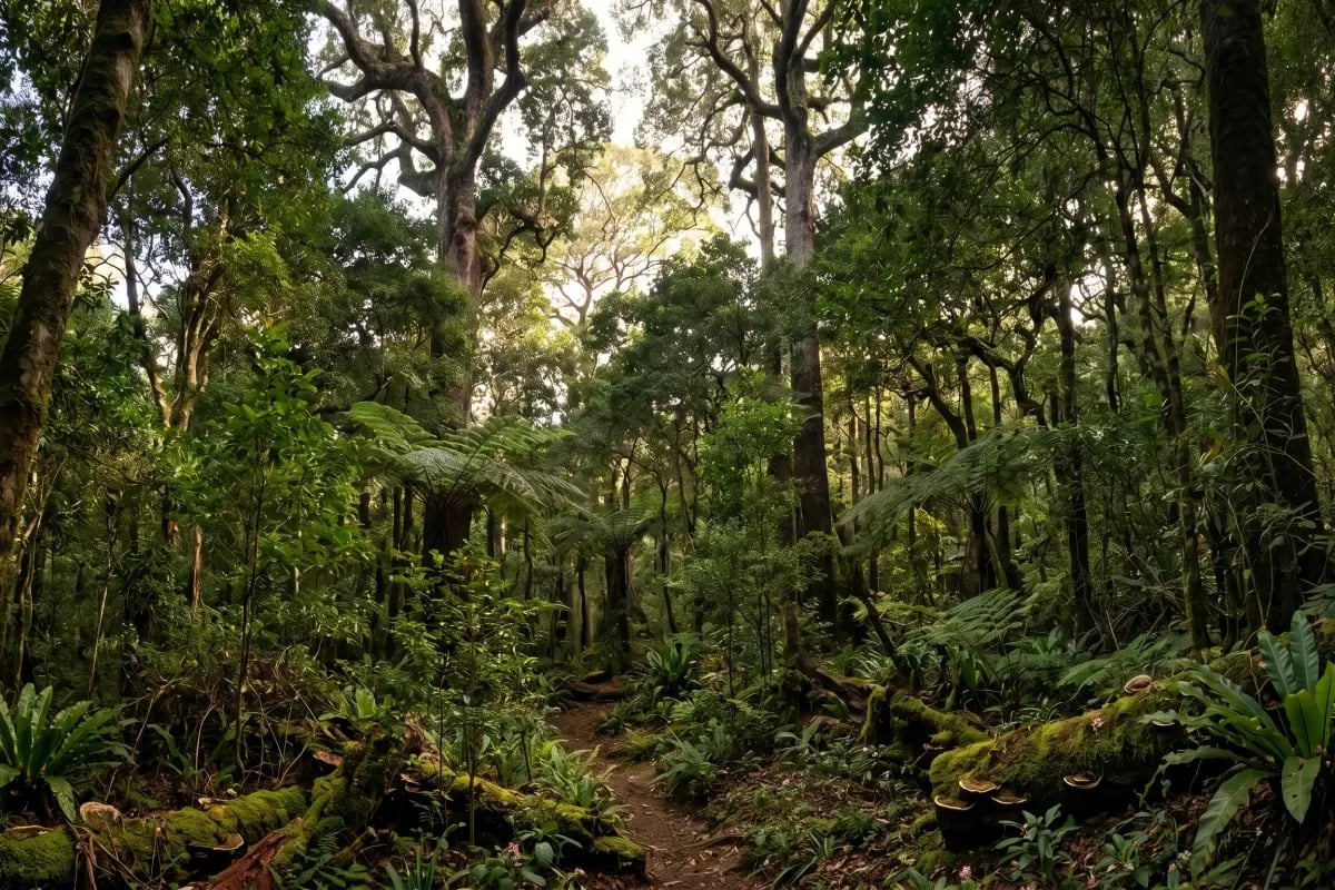 030426_Why a forest with more species stores more carbon_visual 2