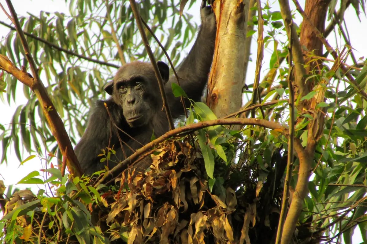 030426_Why a forest with more species stores more carbon_visual 6