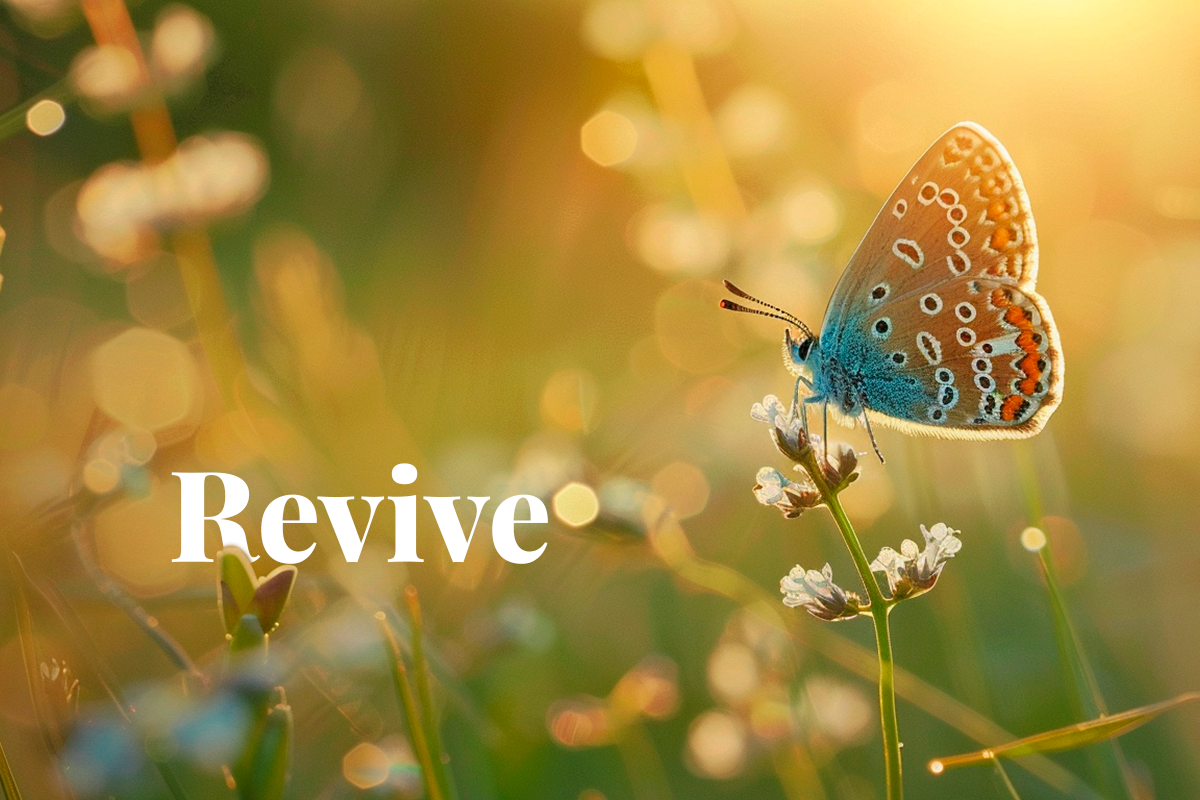 050324_EU moves to revive biodiversity by 2030_grassland butterfly_visual