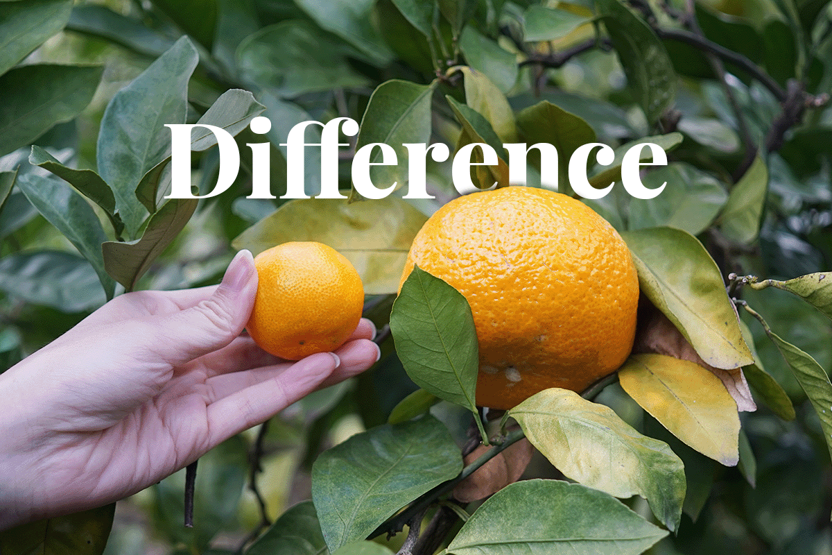 060323_Carbon neutrality vs. carbon positive whats the difference and which is better__Visual 1