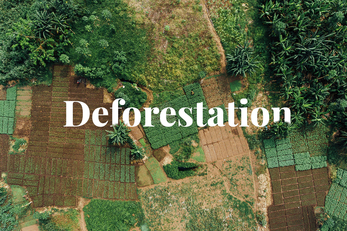 070323_Deforestation in Nigeria Causes, Effects and Solutions_Visual 1