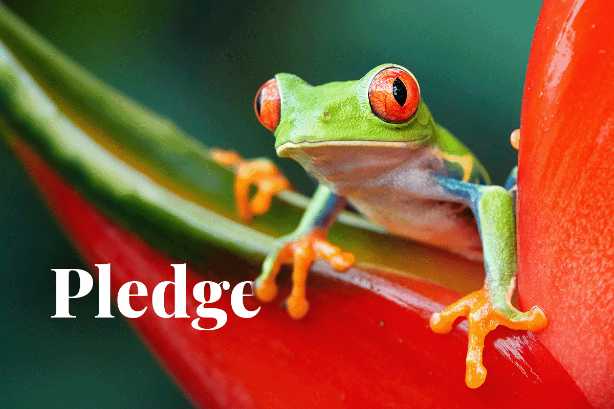 070323_One Forest Summit France pledges €100 million for tropical forests_Visual 1