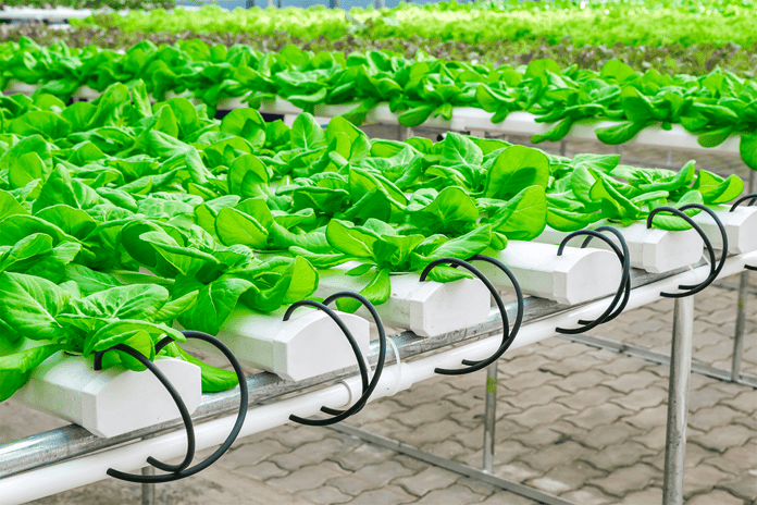 10 Simple ways to save water_hydroponic system_Visual 2