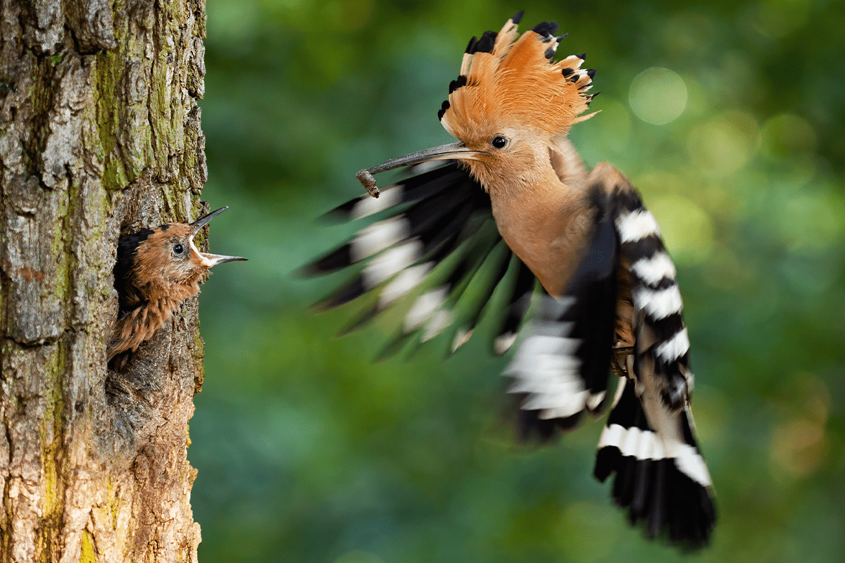 10 amazing benefits of planting trees_Eurasian hoopoe in a nest inside a tree_visual 2