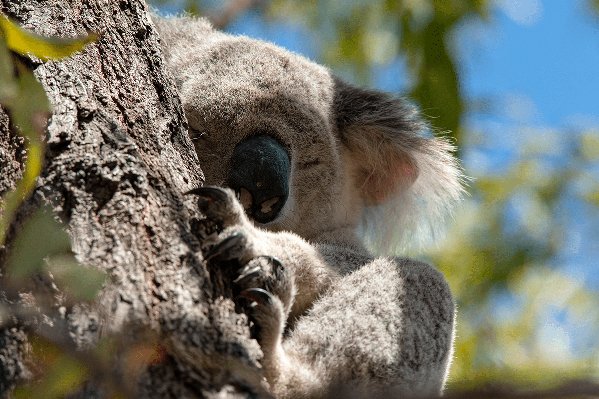 10 amazing benefits of planting trees_Koala sleeping on eucalyptus tree in Australia_visual 3