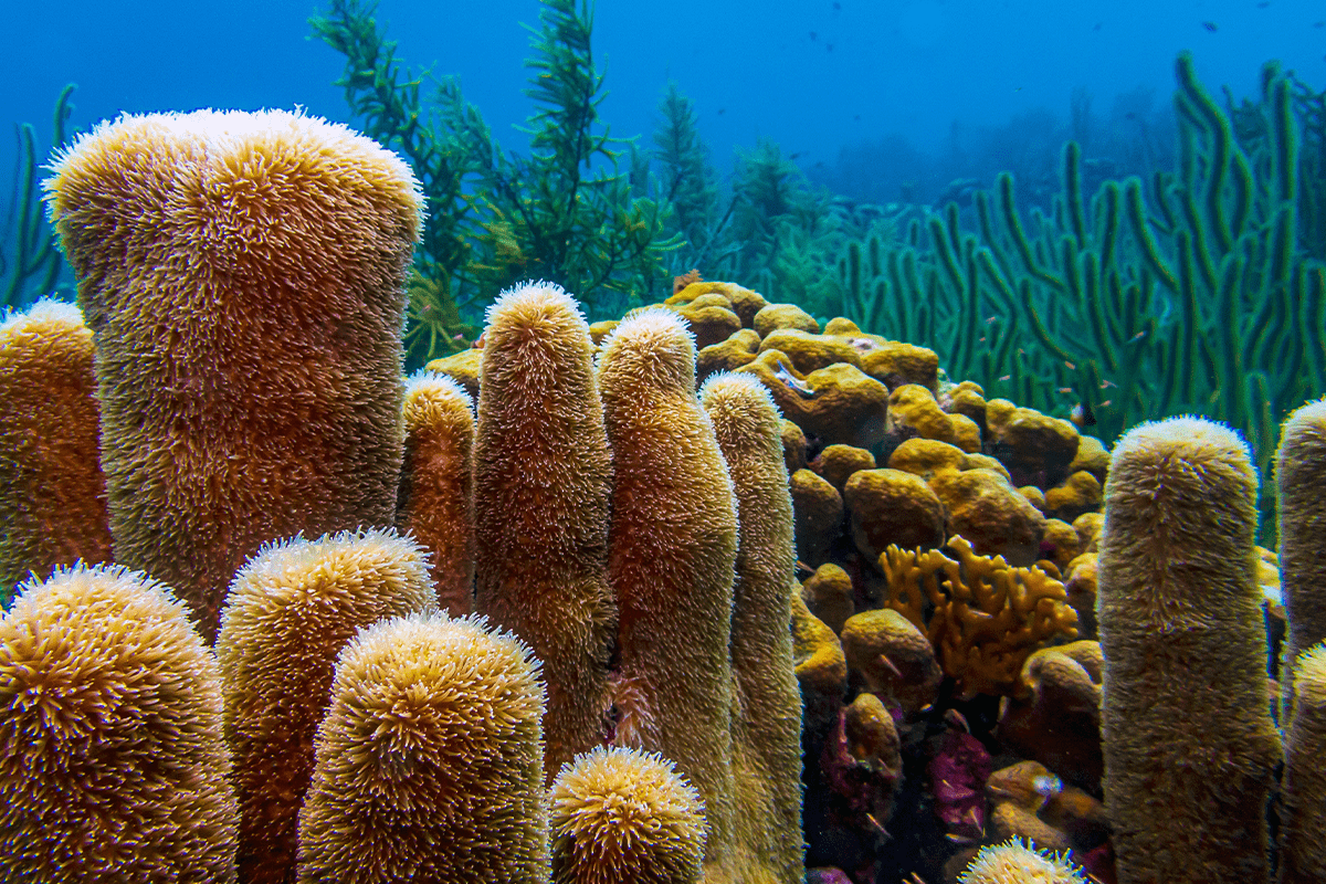 10 vital ecosystem services_Caribbean coral reef_visual 6