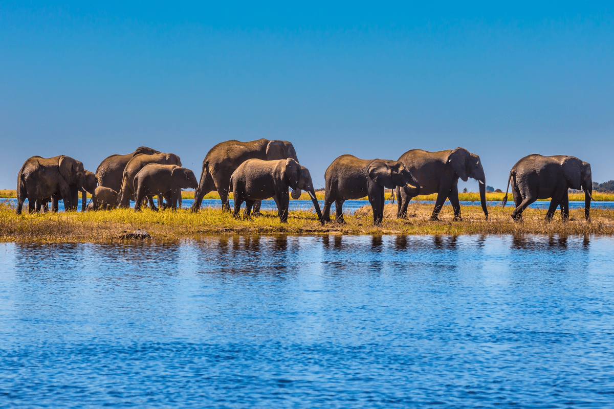 10 vital ecosystem services_Herd of elephants crossing a river in Chobe National Park_visual 9