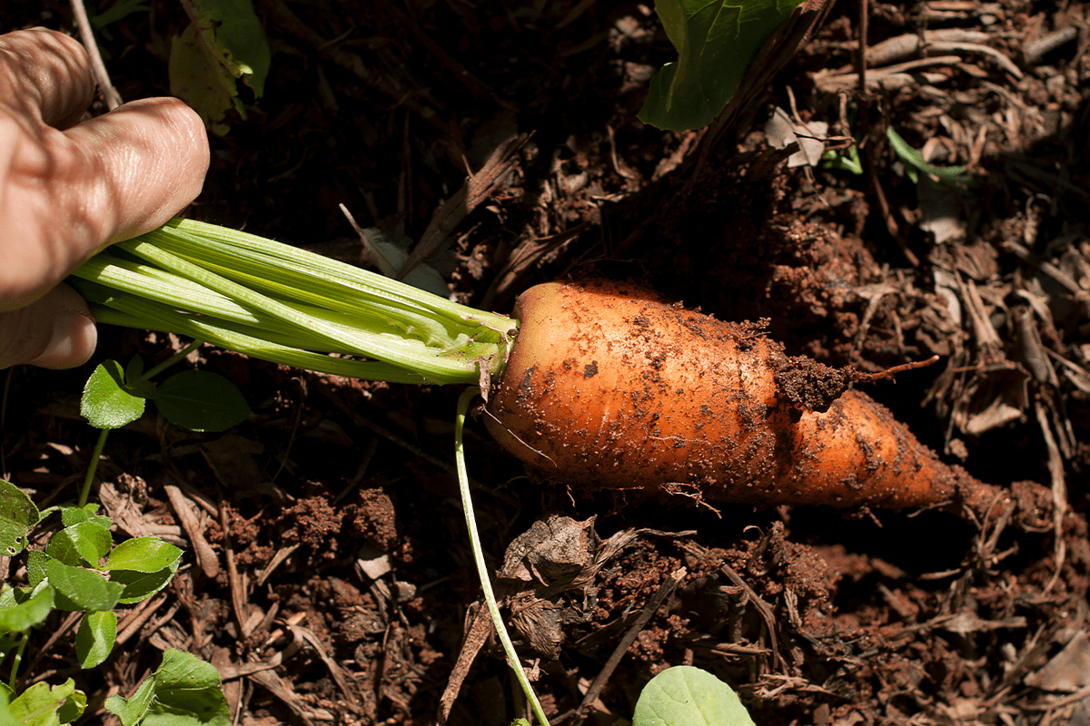 10 vital ecosystem services_freshly picked carrot from brazilian agroforestry_visual 4