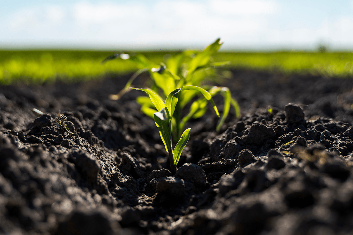 10 vital ecosystem services_young corn plants growing from a soil_visual 11