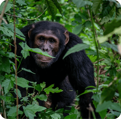 monkey in the plants