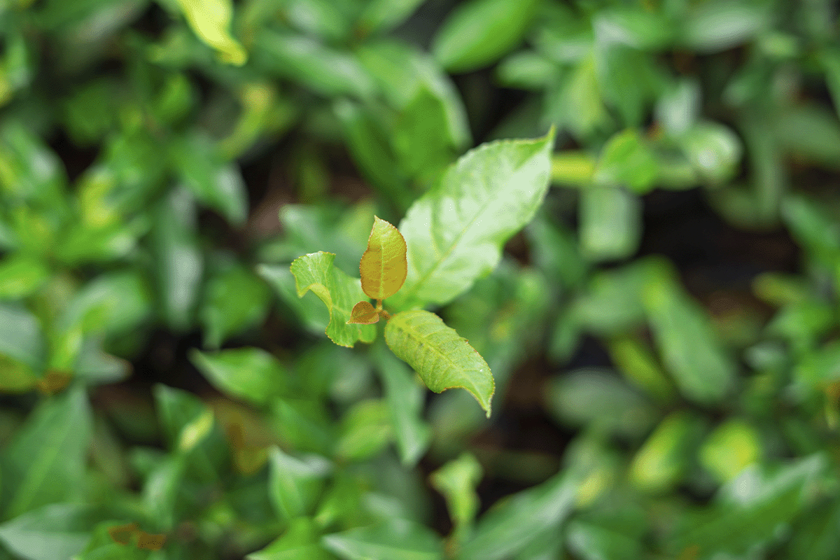 100 Reasons carbon credits are the best thing that ever happened to improve conditions on our planet_Tree seedlings in a tree nursery_visual 5