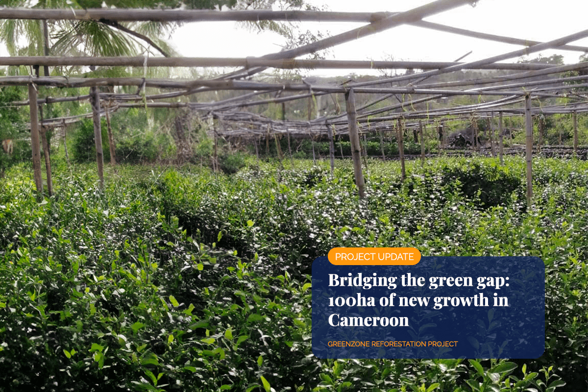110324_Bridging-the-green-gap-100ha-of-new-growth-in-CameroonVisual-1