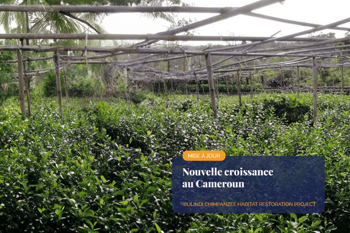 110324_Bridging-the-green-gap-100ha-of-new-growth-in-CameroonVisual-1_FR