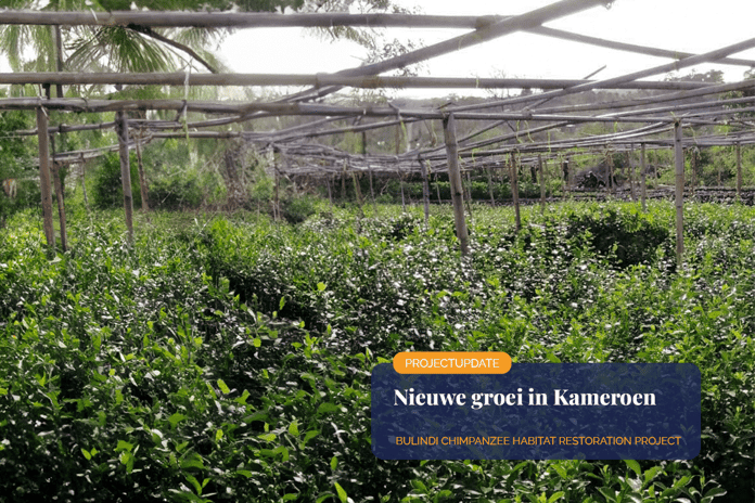 110324_Bridging-the-green-gap-100ha-of-new-growth-in-CameroonVisual-1_NL