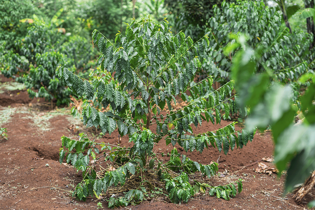110924_Top-sustainable-technology-trends-in-carbon-projects-for-2024_group of trees at the hongera reforestation projects_Blog_Visual-3
