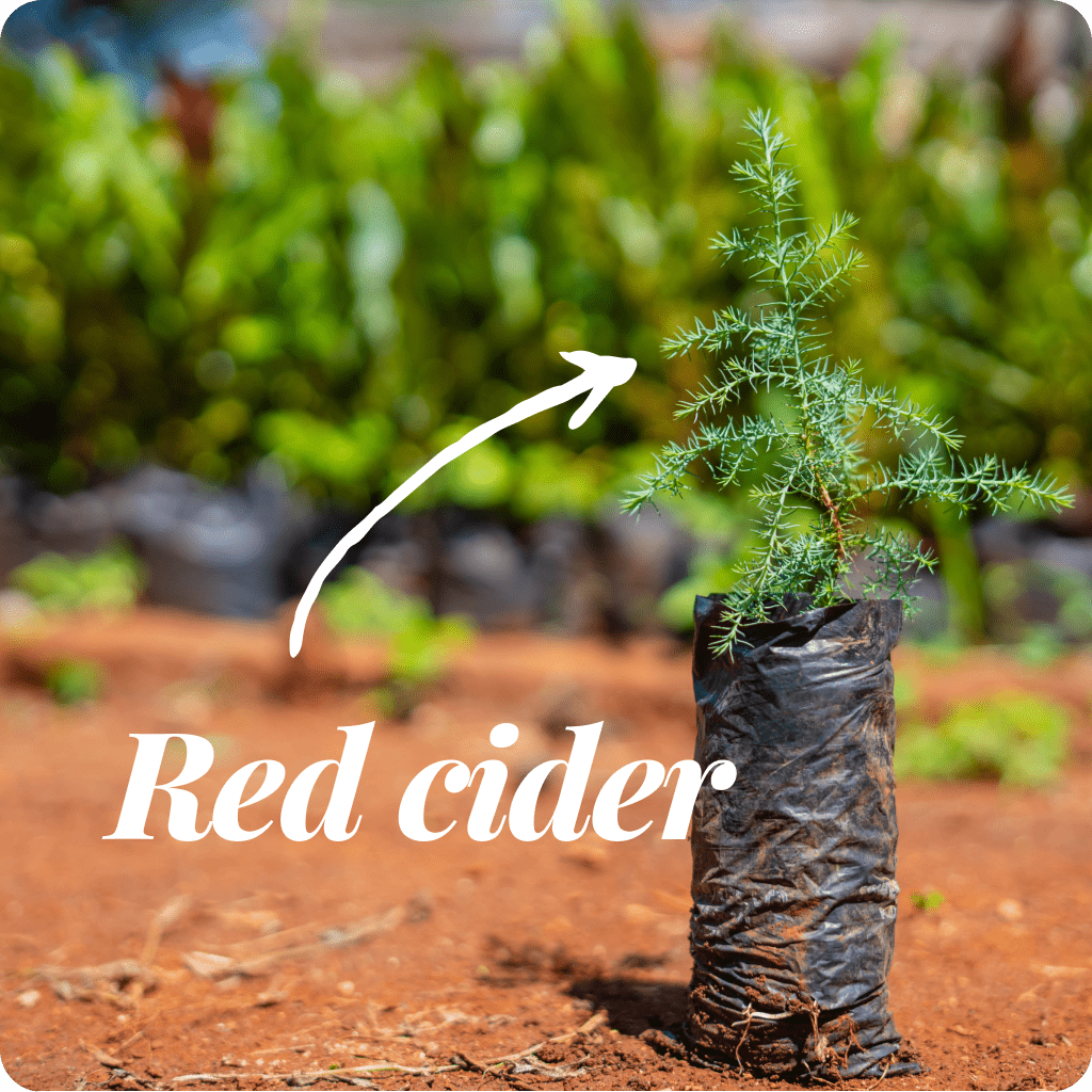 110924_educational_tree species-8-min
