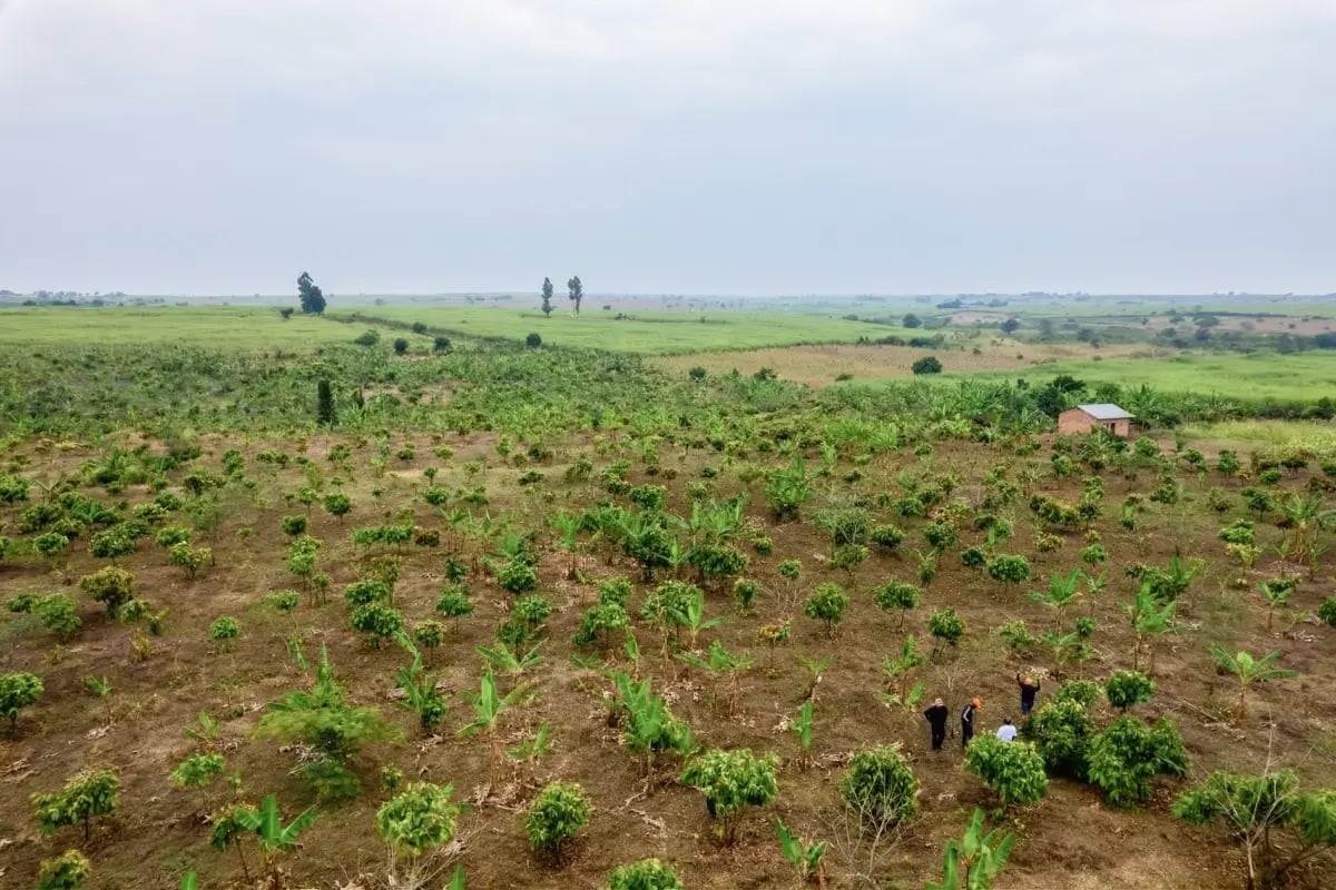 120326_GE_Cocoa collapse_visual 5