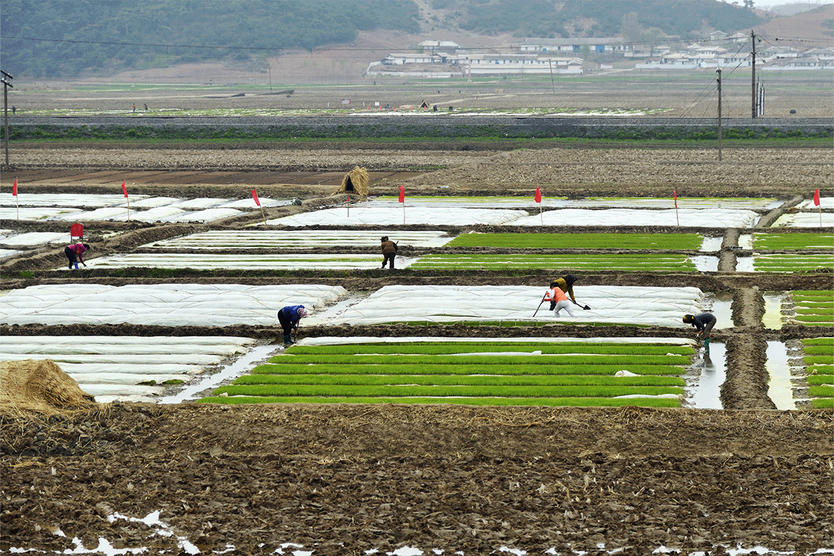 140323_North Koreas Deforestation and Its Effects on Food Security_Visual 3