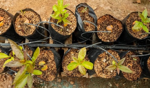 Net zero needs nature: a carbon credit guide