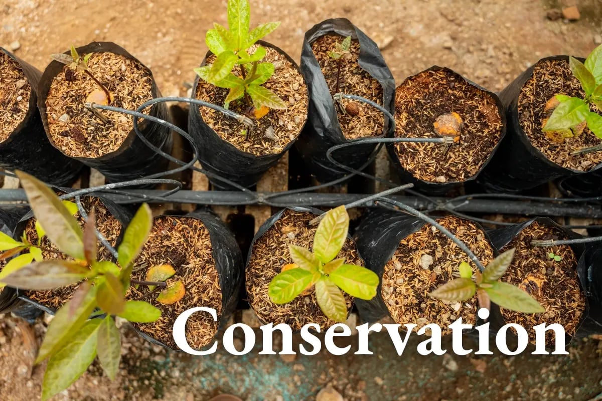 150726_Net zero needs nature_ a carbon credit guide_visual 1