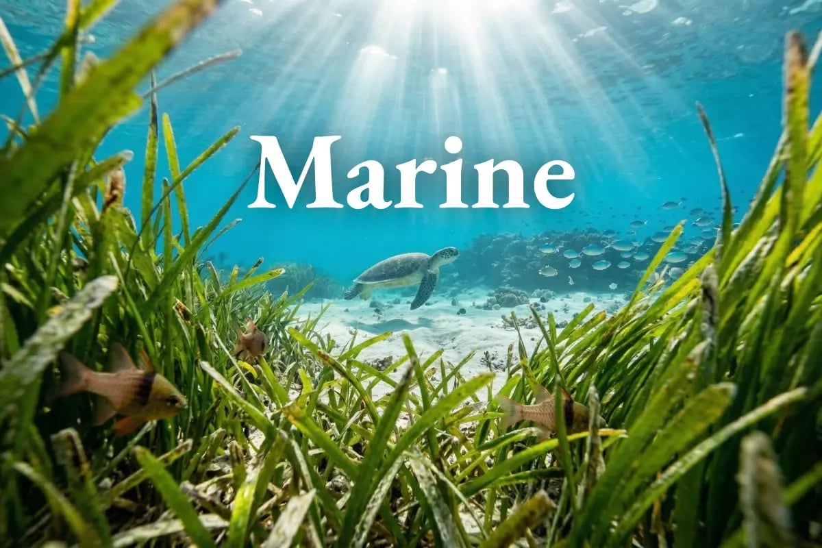 160326_GE_Indonesia takes first steps toward blue carbon market with seagrass baseline_visual 1