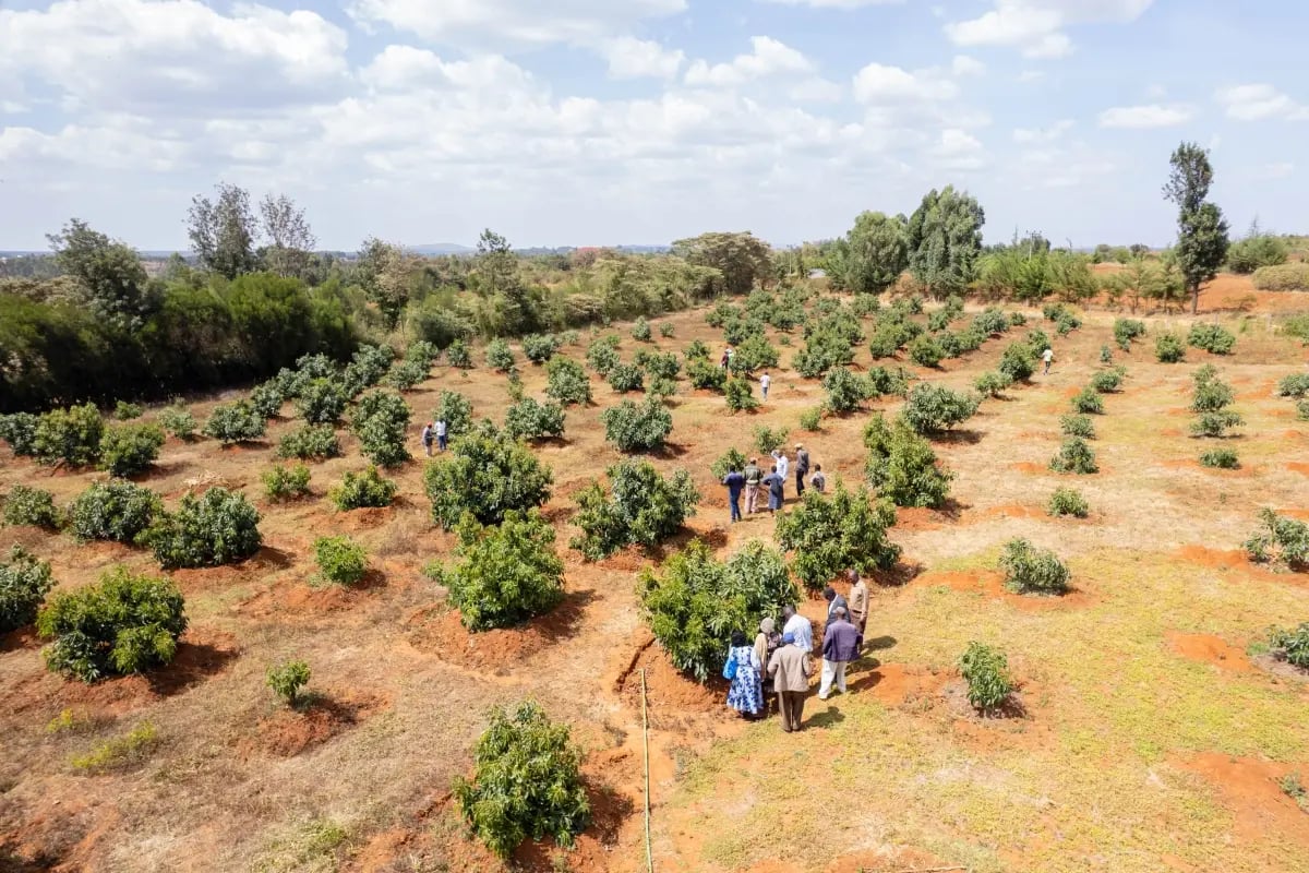 170326_PR Green Earth signs substantial long-term carbon credit offtake agreement for Kenya agroforestry project_visual 4