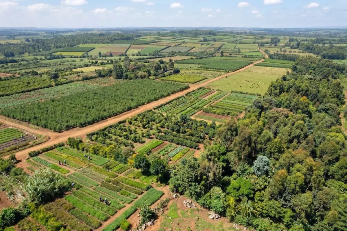 170326_PR Green Earth signs substantial long-term carbon credit offtake agreement for Kenya agroforestry project_visual 5