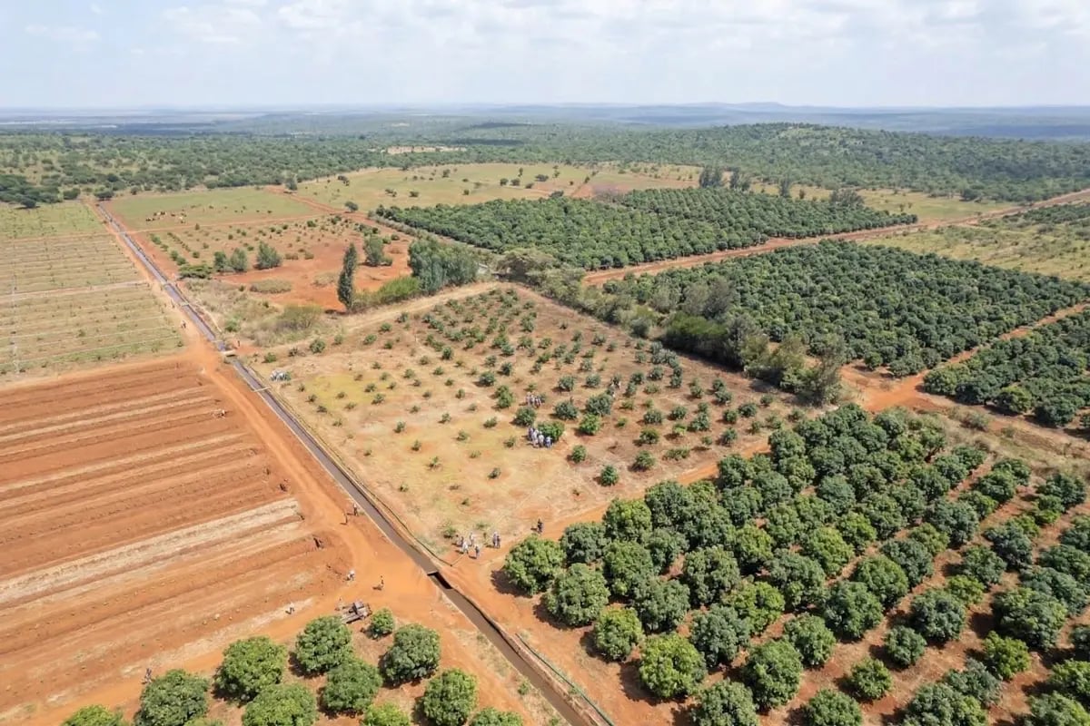 170326_PR Green Earth signs substantial long-term carbon credit offtake agreement for Kenya agroforestry project_visual 6