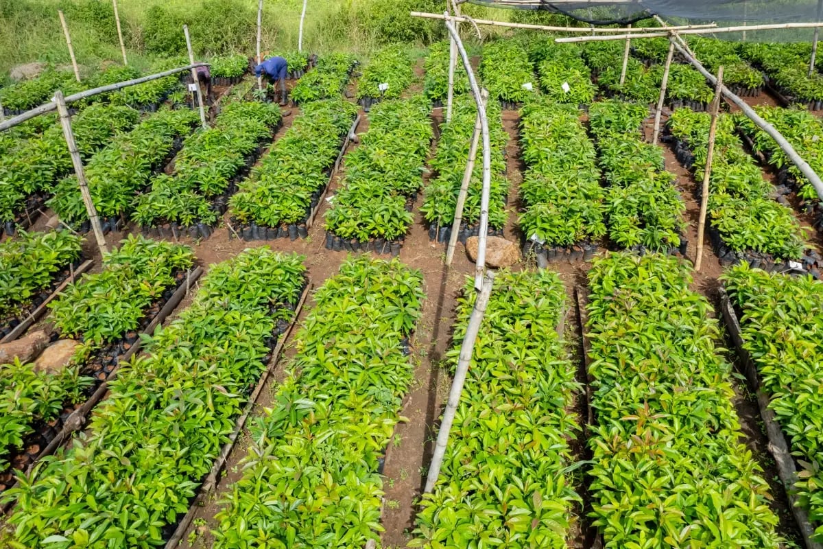 170326_PR Green Earth signs substantial long-term carbon credit offtake agreement for Kenya agroforestry project_visual 7