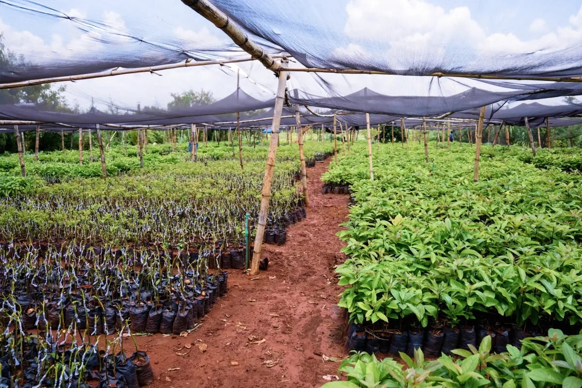 170326_PR Green Earth signs substantial long-term carbon credit offtake agreement for Kenya agroforestry project_visual 8