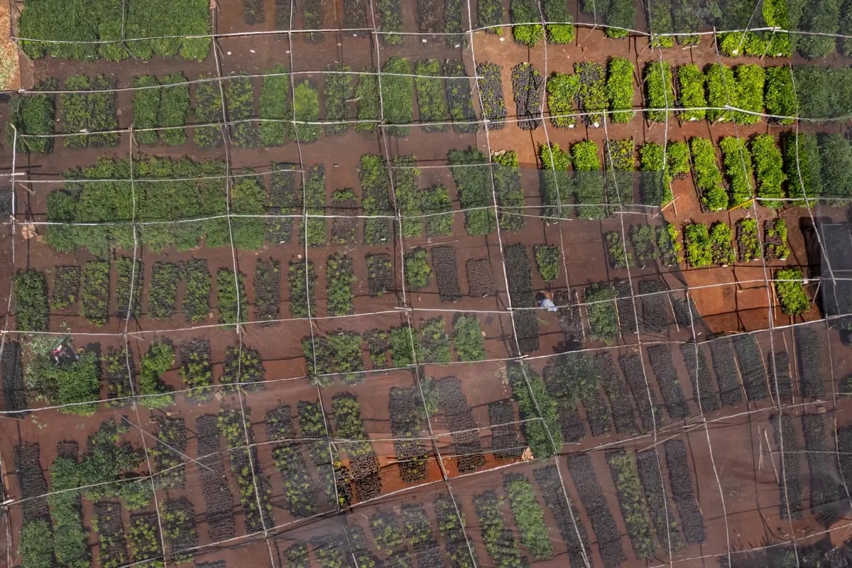 170326_PR Green Earth signs substantial long-term carbon credit offtake agreement for Kenya agroforestry project_visual 9