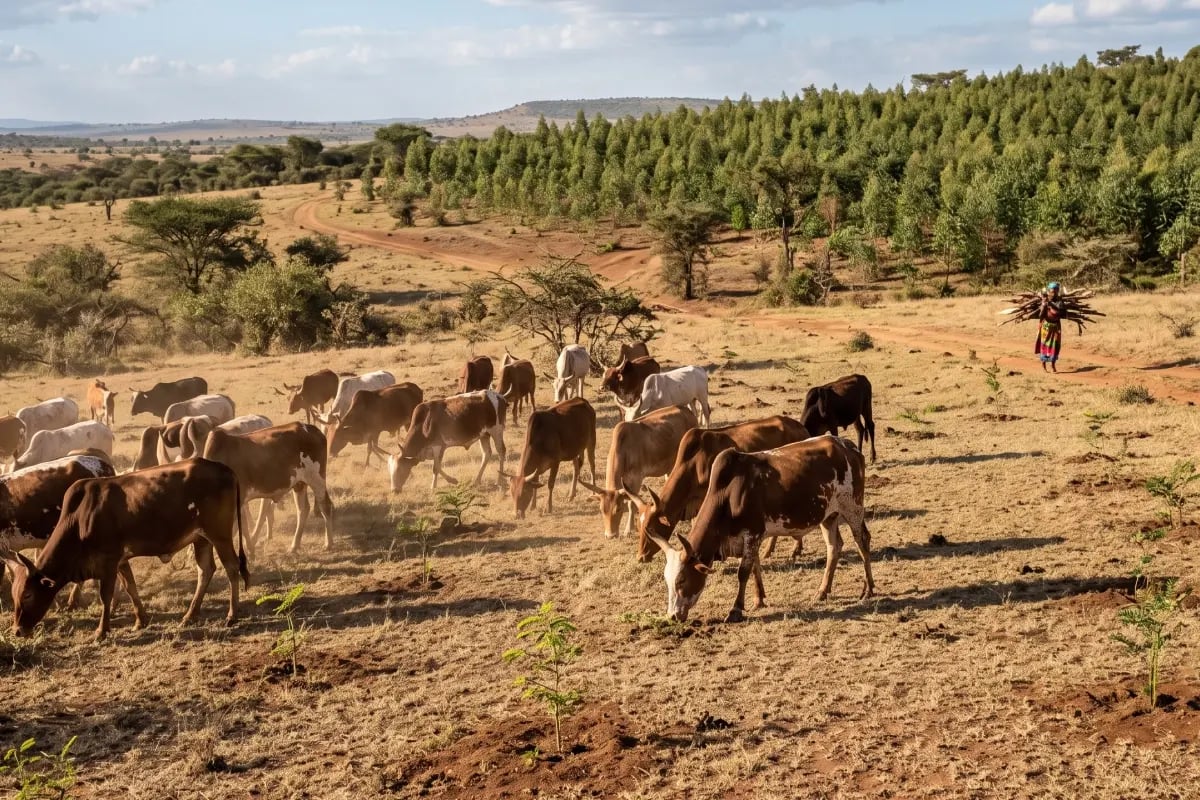 170626_How community stewardship makes carbon credits durable _visual 3