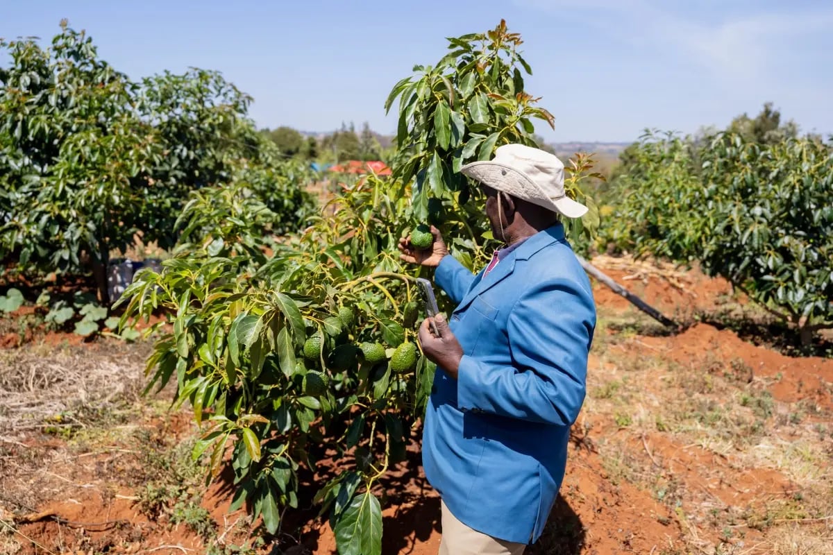 170626_How community stewardship makes carbon credits durable _visual 4