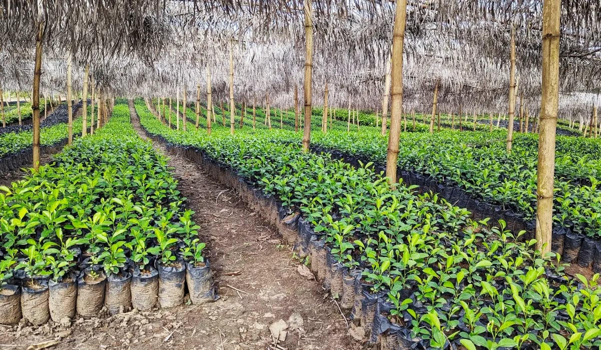 171224_PR - Greenzone Reforestation Project achieves Verified Carbon Standard validation_cover