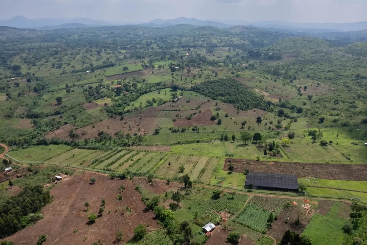 200326_Nature-based solutions vs carbon capture technology_ Which is most effective_visual 3